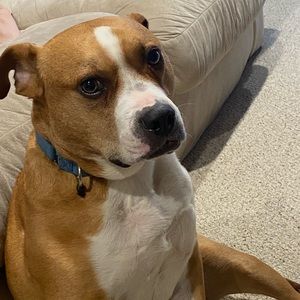 Meet your Posher, Ira